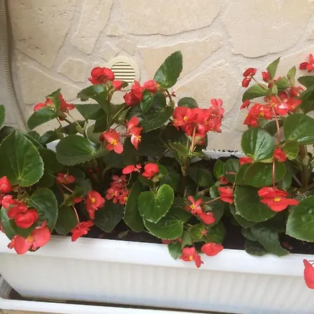 La Corte In Centro לינה וארוחת בוקר קאסרטה